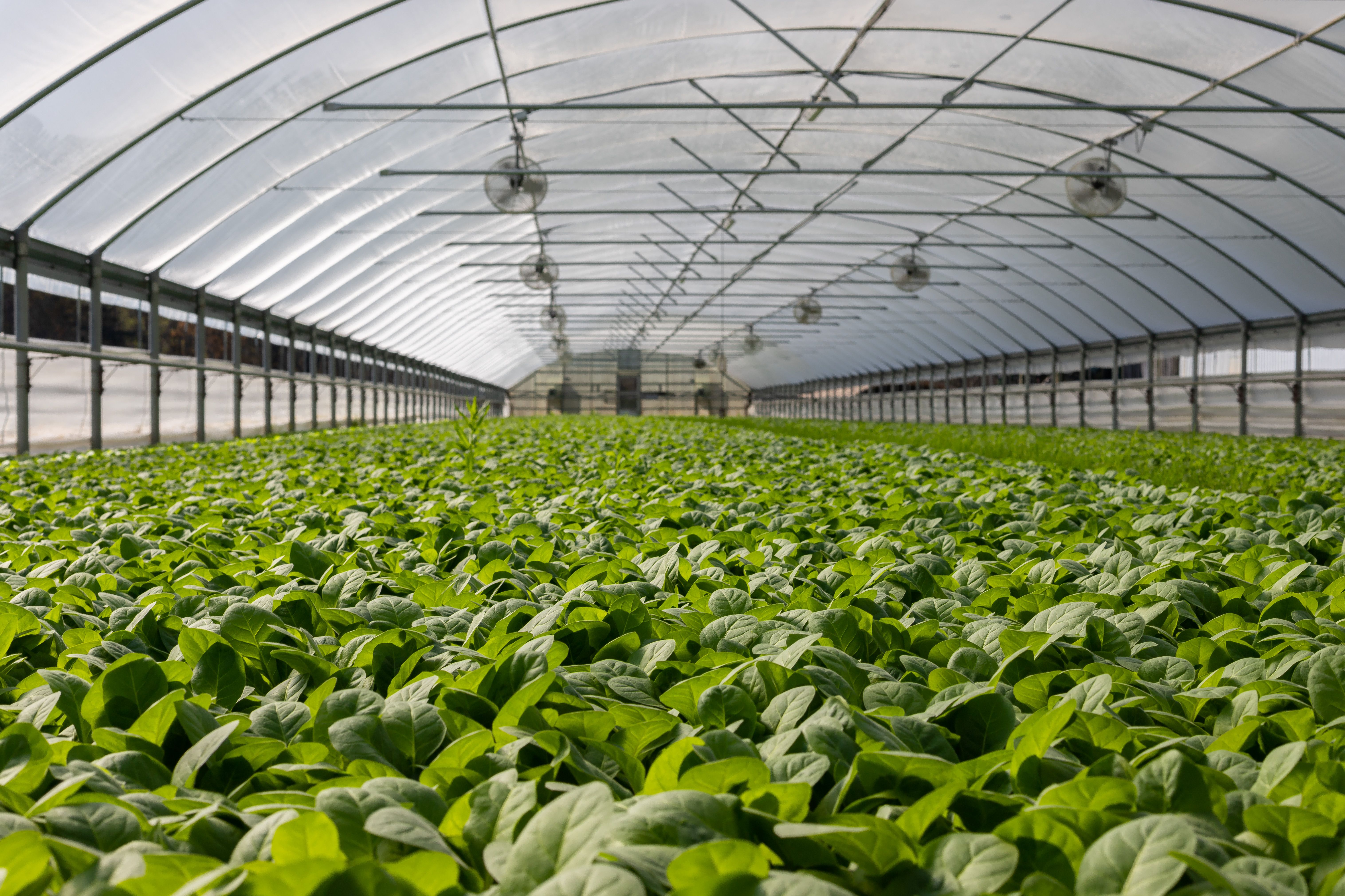 Greenhouse farming