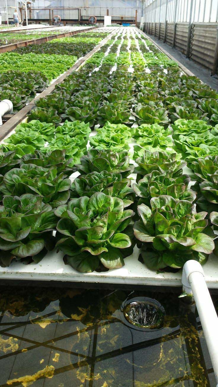 Hydroponics